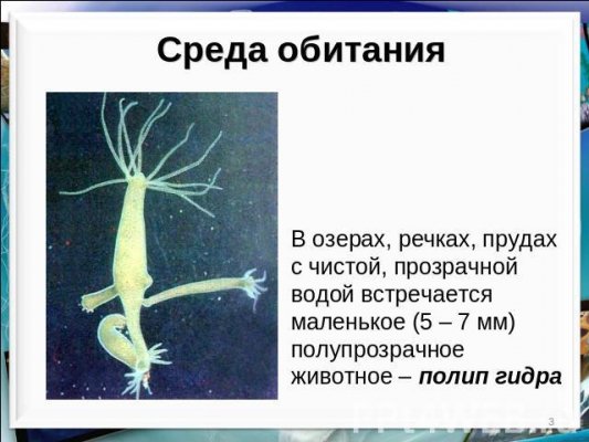Нарко маркетплейсы